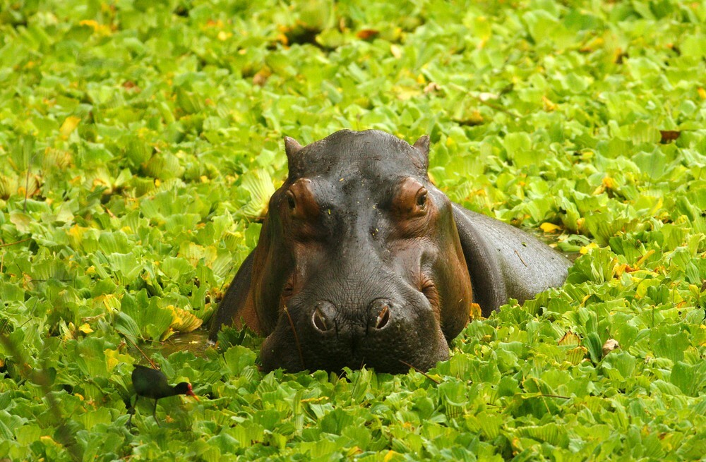 did-you-know-there-s-a-load-of-rampaging-cocaine-hippos-in-colombia