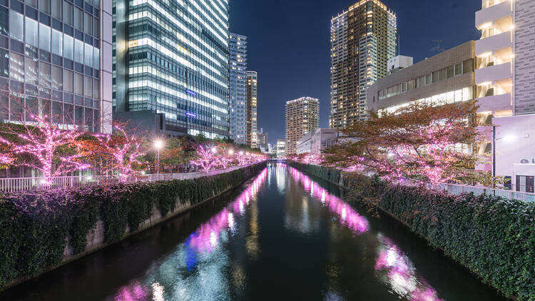 Meguro River Illumination