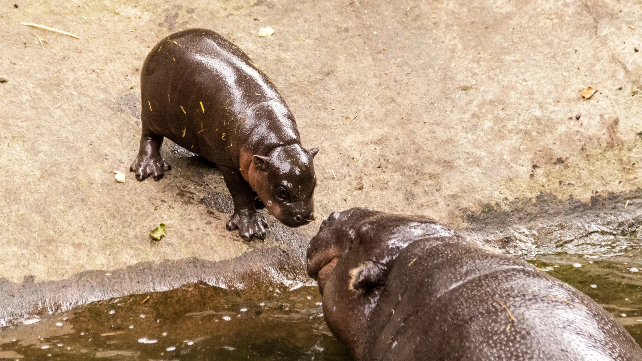 Pgymy hippo calf approaches her mother who is swimming