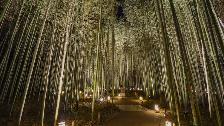 Bamboo Forest Night
