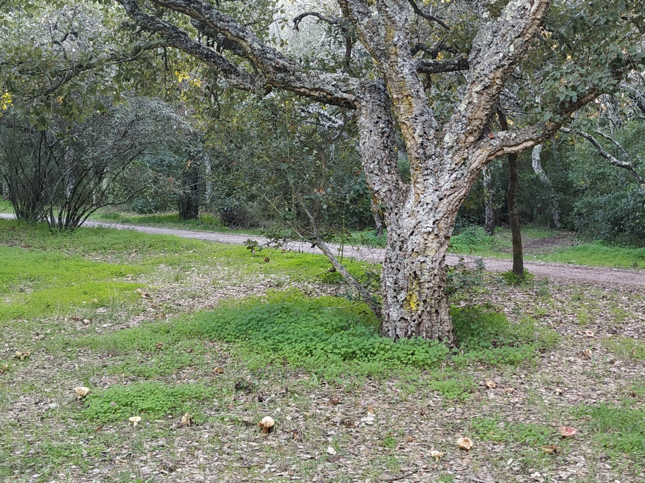 Parque do Calhau