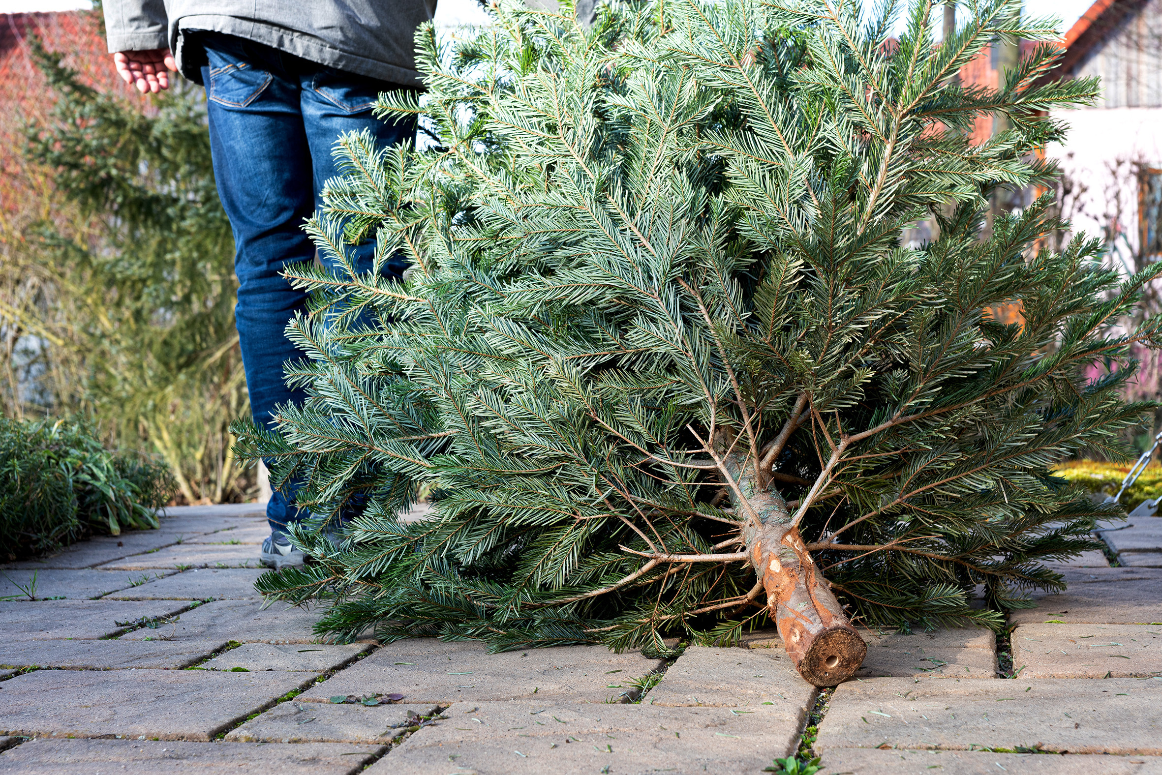 How to get rid of your Christmas tree ethically