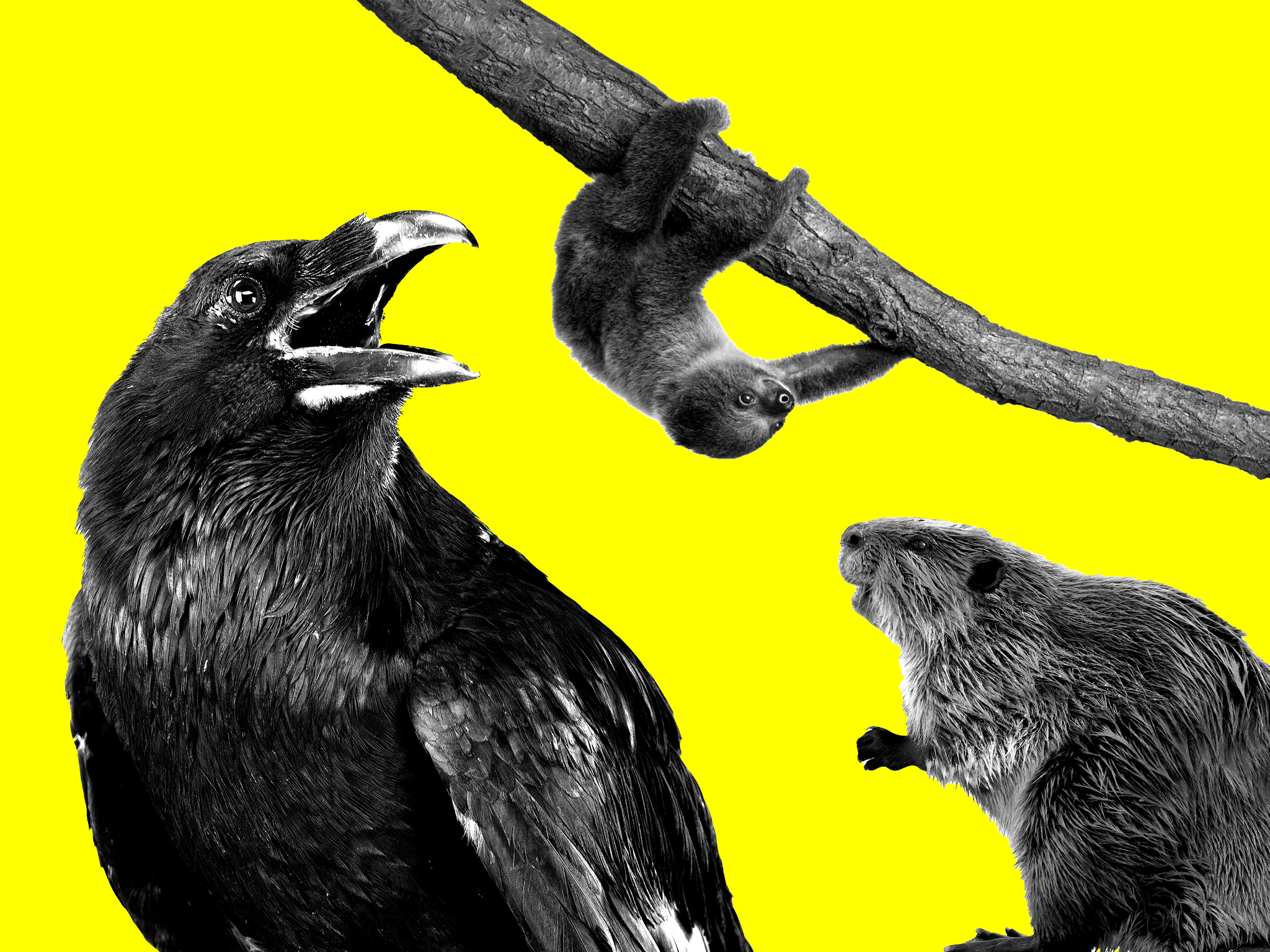 The Time Out 2021 London animal power list