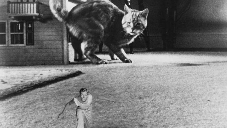El increíble hombre menguante El increíble hombre menguante