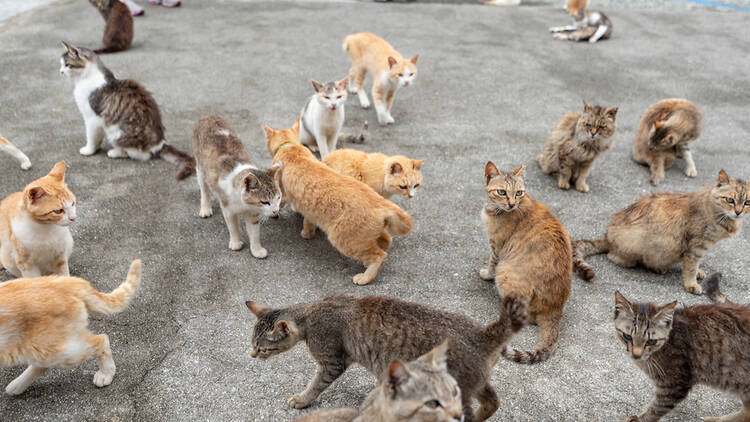 Cats in Ainoshima
