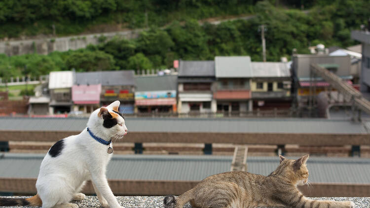 Houtong Cat Village, Taiwan