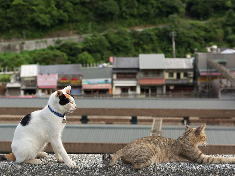 Houtong Cat Village, Taiwan