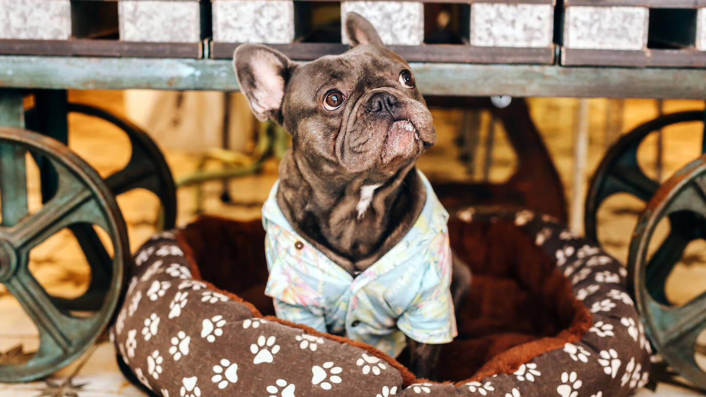 The Whisk Café Restaurantes Lisboa, Lisboa