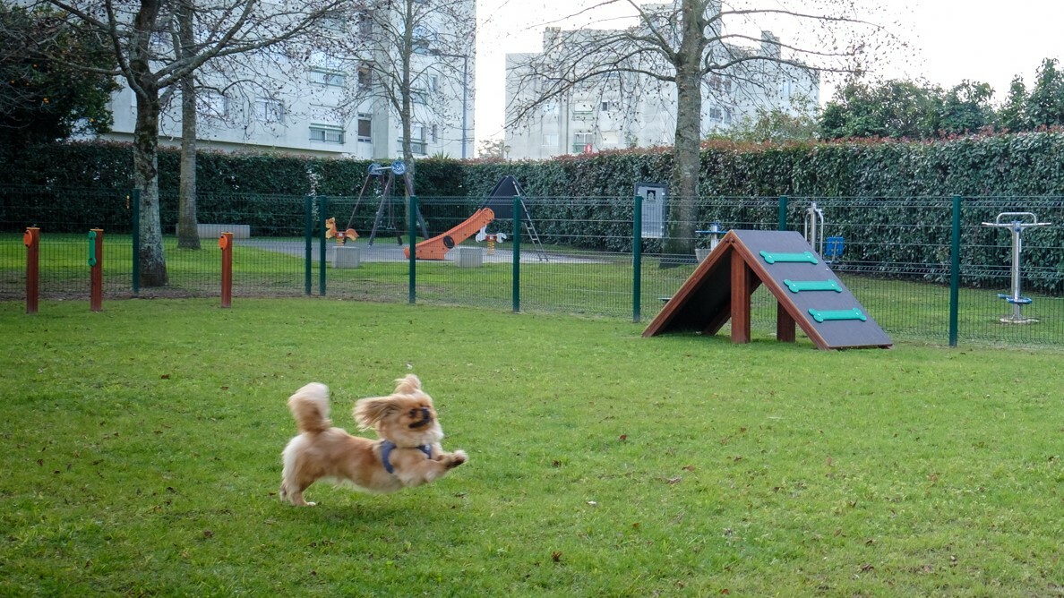 Parque canino de Pedrouços
