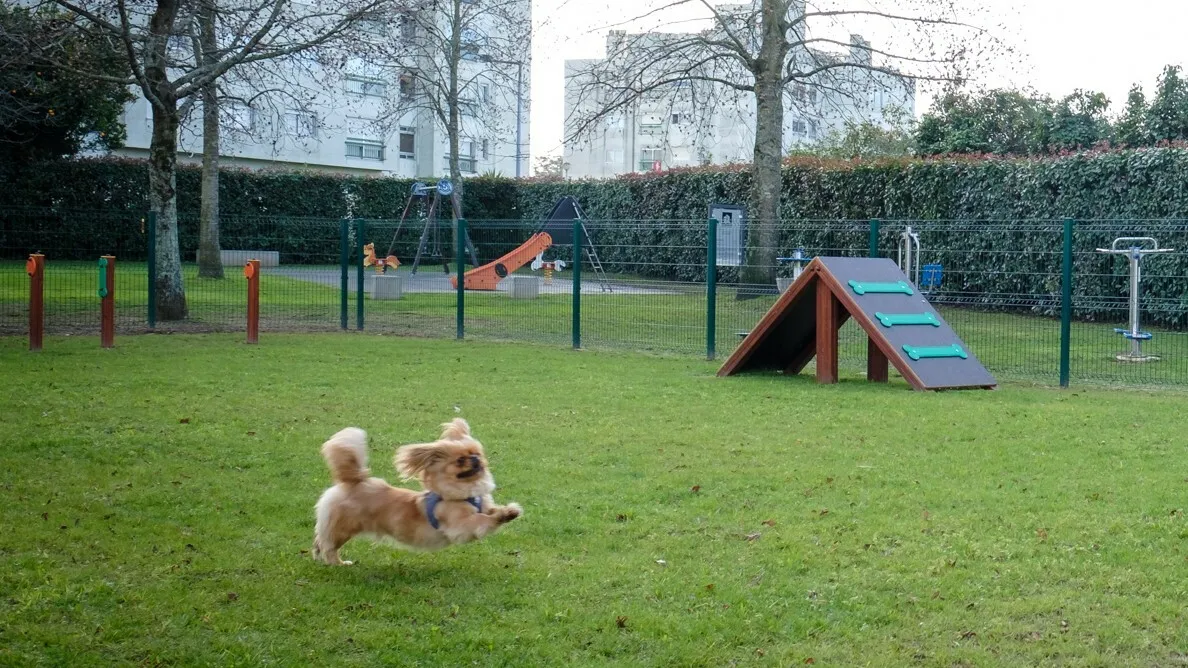Parque canino de Pedrouços