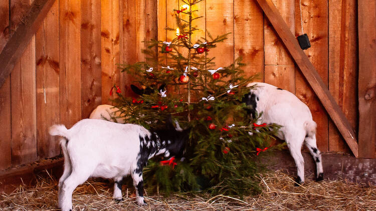 Goats eating Christmas tree