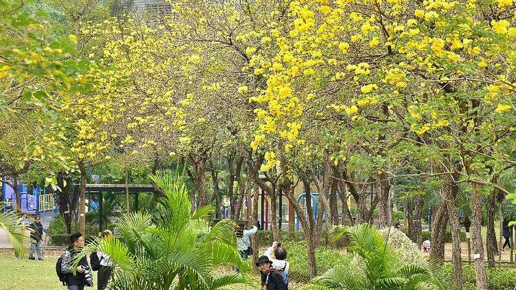 Golden trumpet (yellow pui)