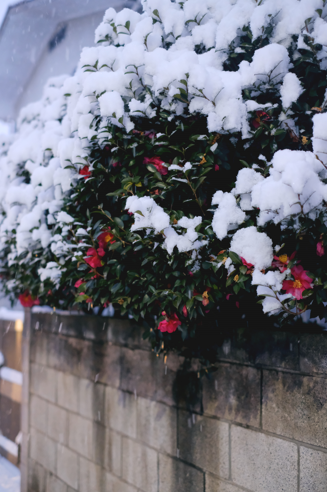 Photo: Kisa Toyoshima