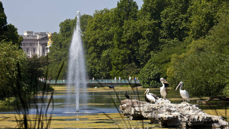 Watch the pelicans being fed in St James's Park