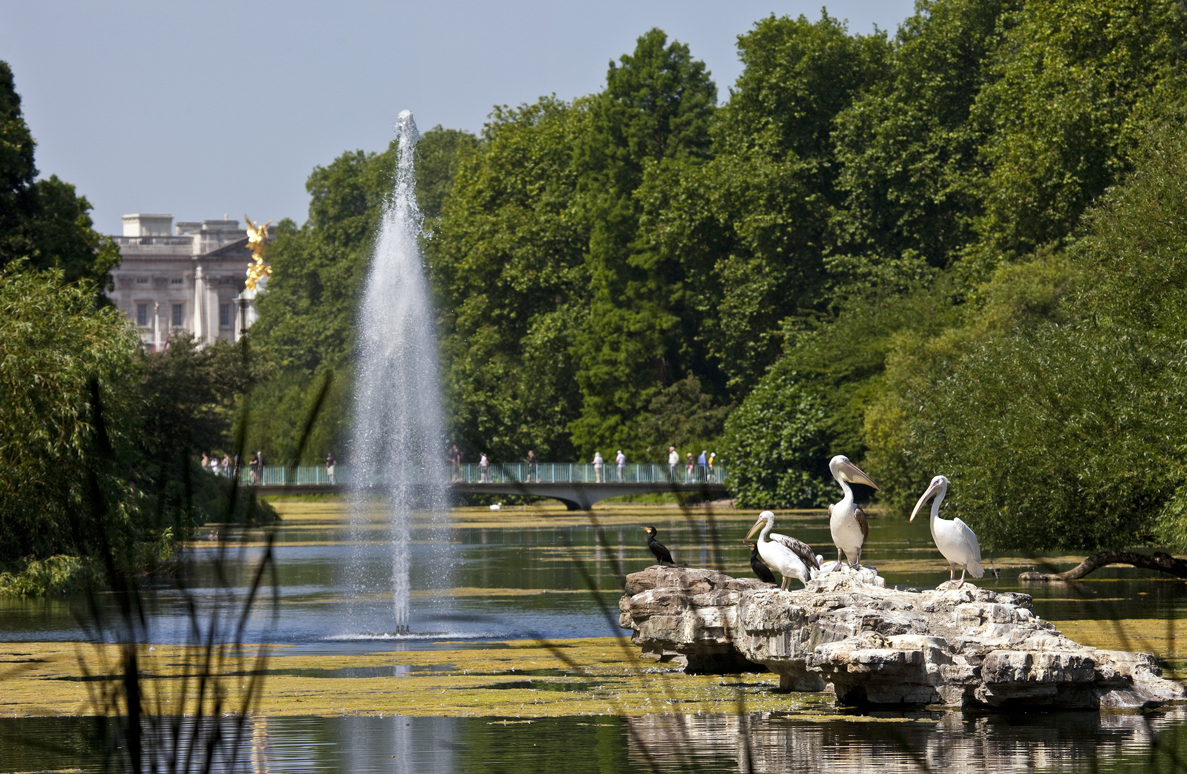 St James’s Park's pelicans have withdrawn from public life
