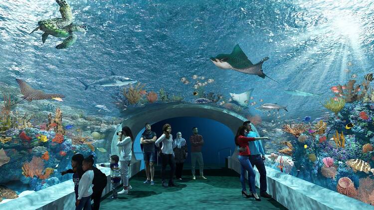 Shedd Aquarium rendering