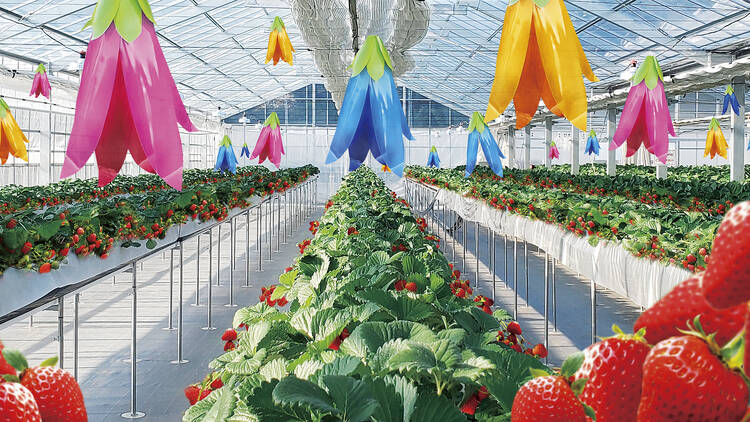 Keisei Rose Garden strawberry picking