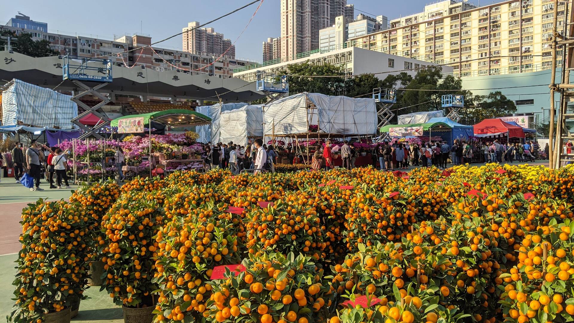 香港年宵花市2025|新年市集/維園花市/全港年宵花市開放時間/地點/交通
