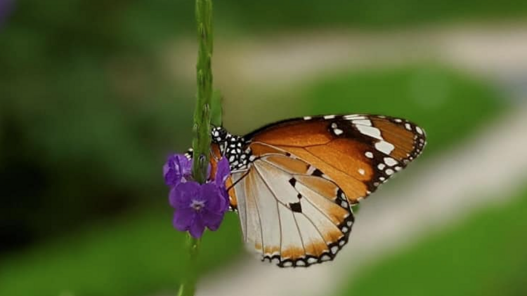 Photograph: Tampines Changkat Butterfly Garden