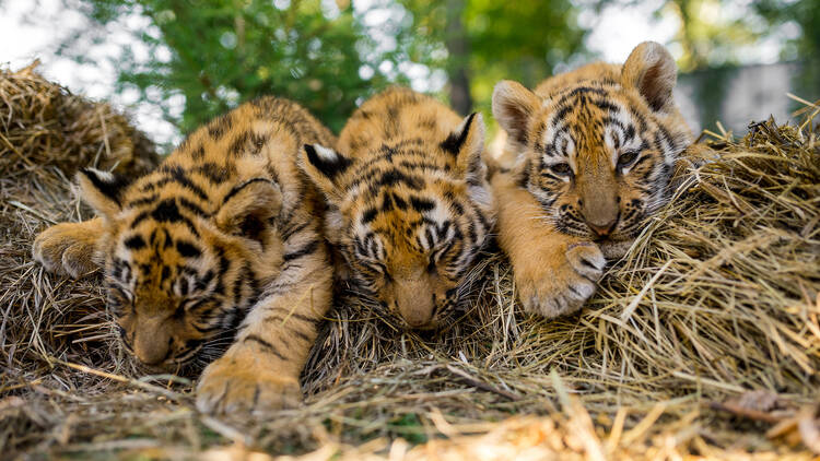 sumatran tiger cubs