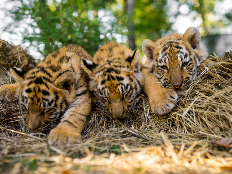 Watch a Sumatran tiger cub take its first steps at London Zoo