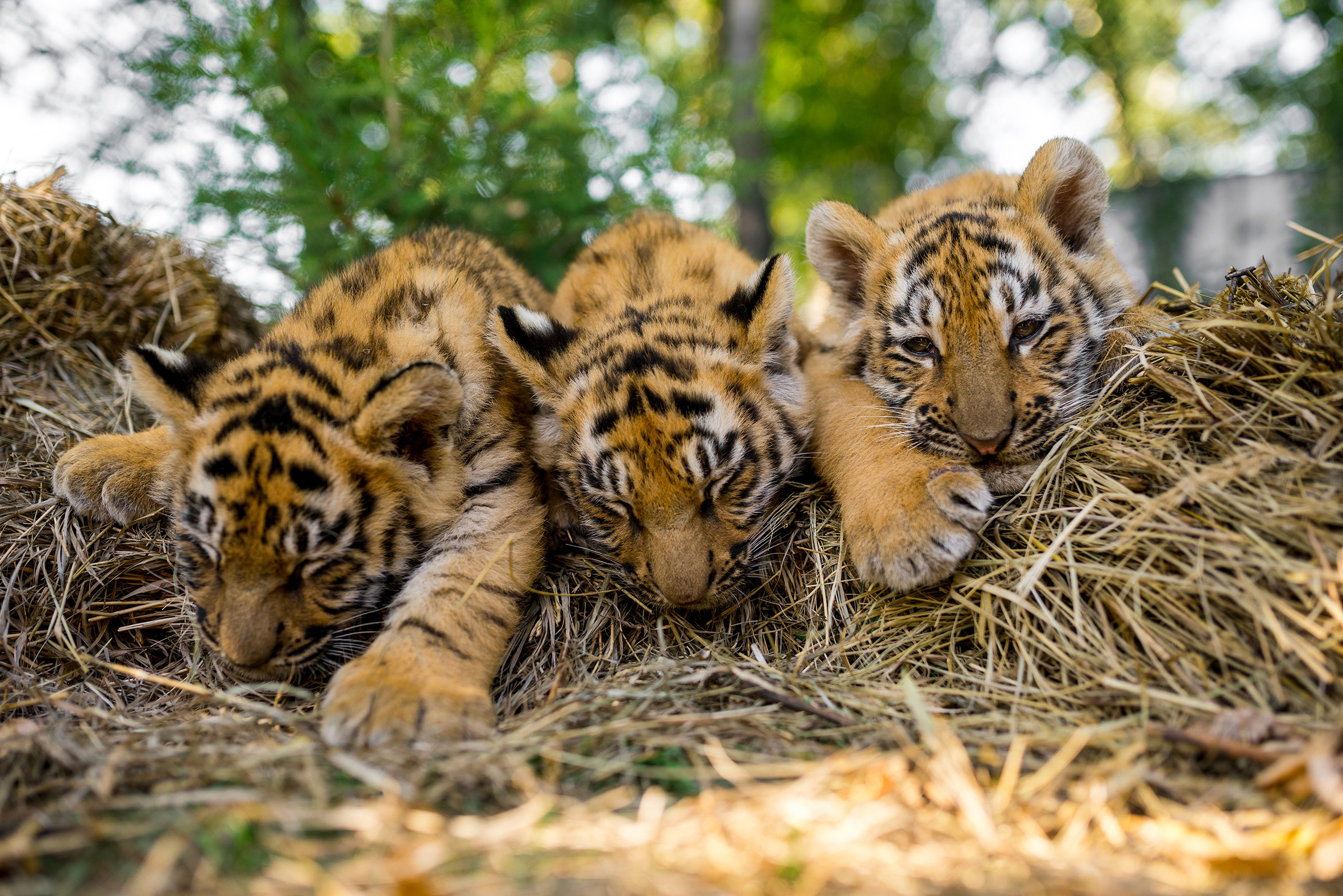 Three Rare Sumatran Tiger Cubs Born at London Zoo