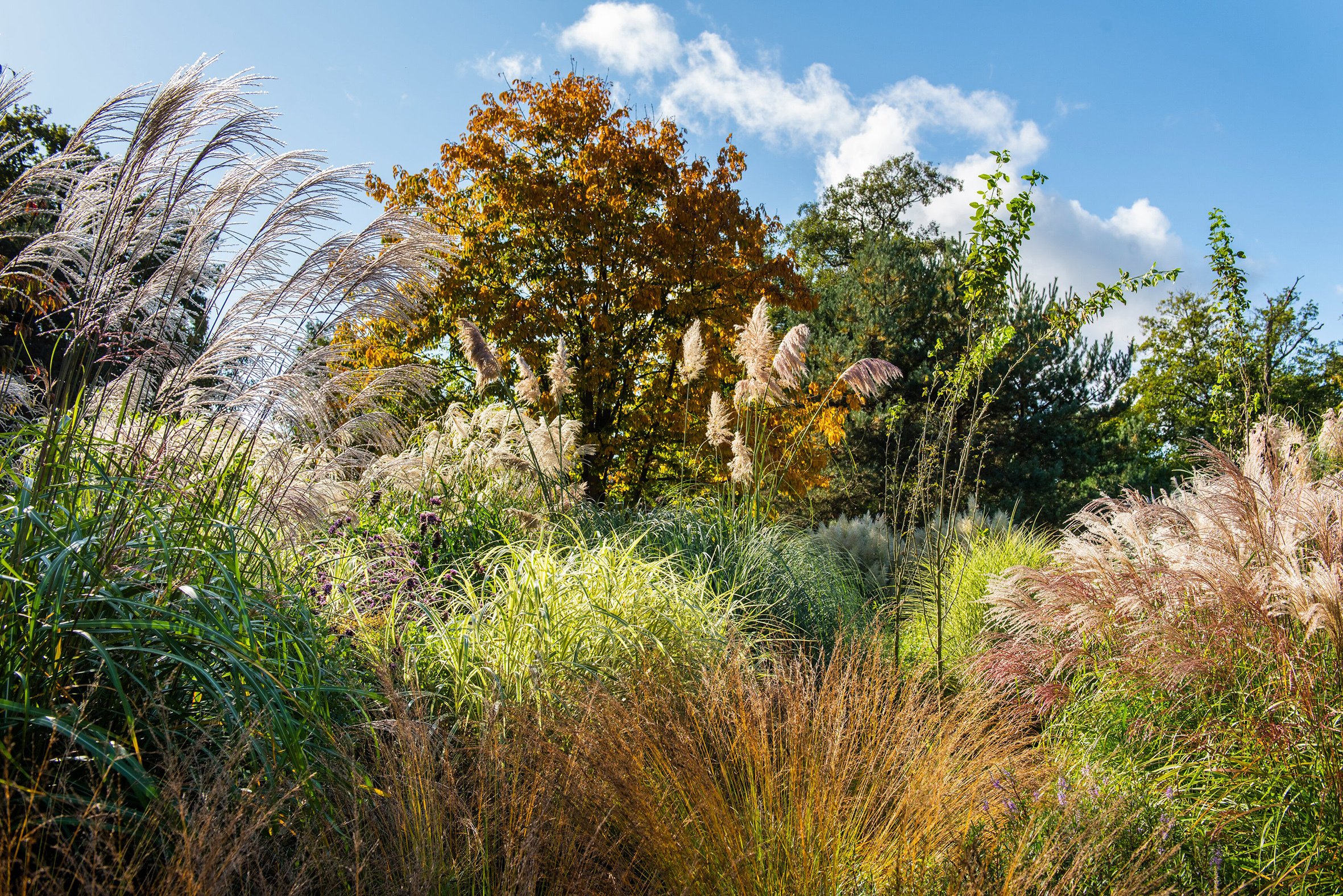 There's going to be a beaver habitat at Chelsea Flower Show this year
