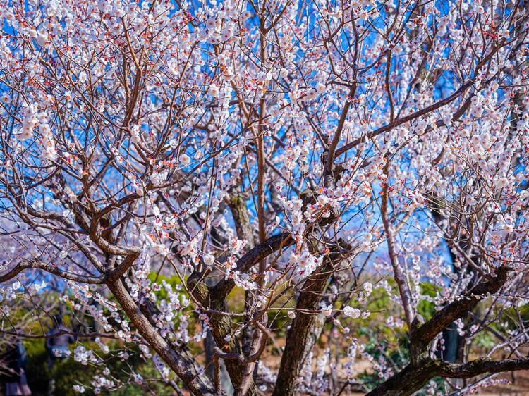 Hanegi Park