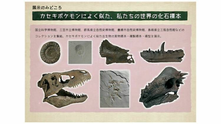 Pokemon Fossil Museum Things To Do In Tokyo