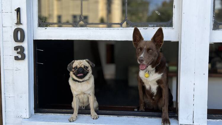 Two dogs standing in a window frame at Chez Misty.