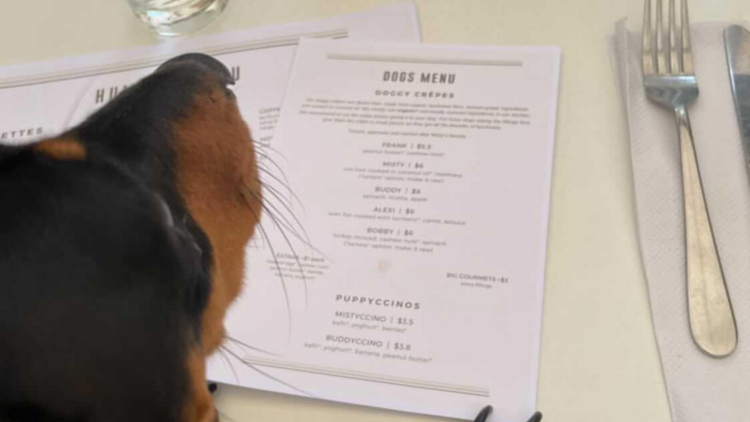 A dog sitting at a table in front of a menu that reads 'Dogs Menu' at Chez Misty.