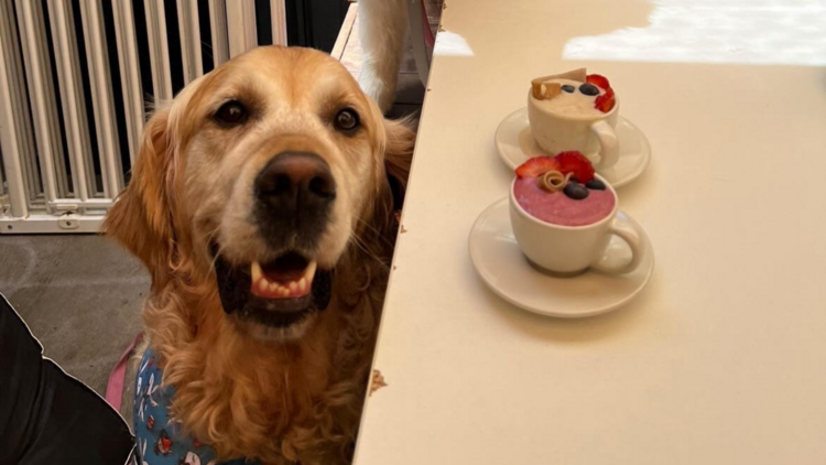 A dog sitting by a white table with two coffees. 