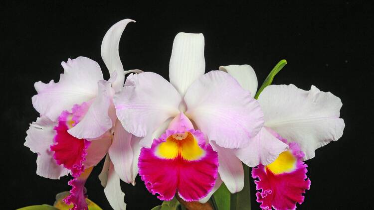 Winter orchid and botanical fair 2022