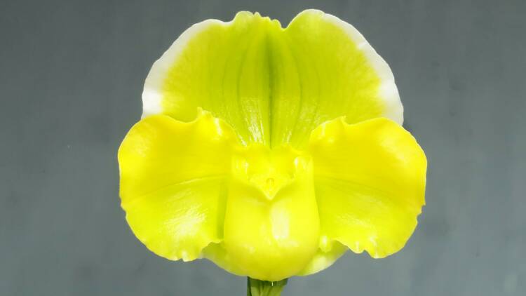 Winter orchid and botanical fair 2022
