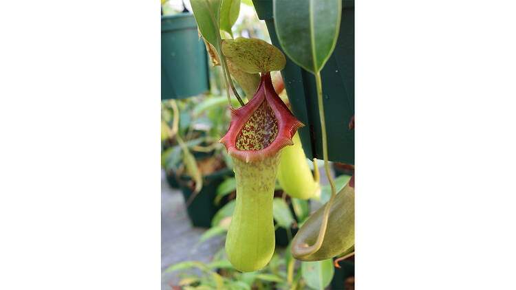 Winter orchid and botanical fair 2022