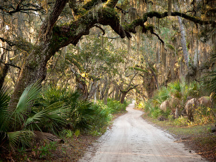 Cumberland Island, GA