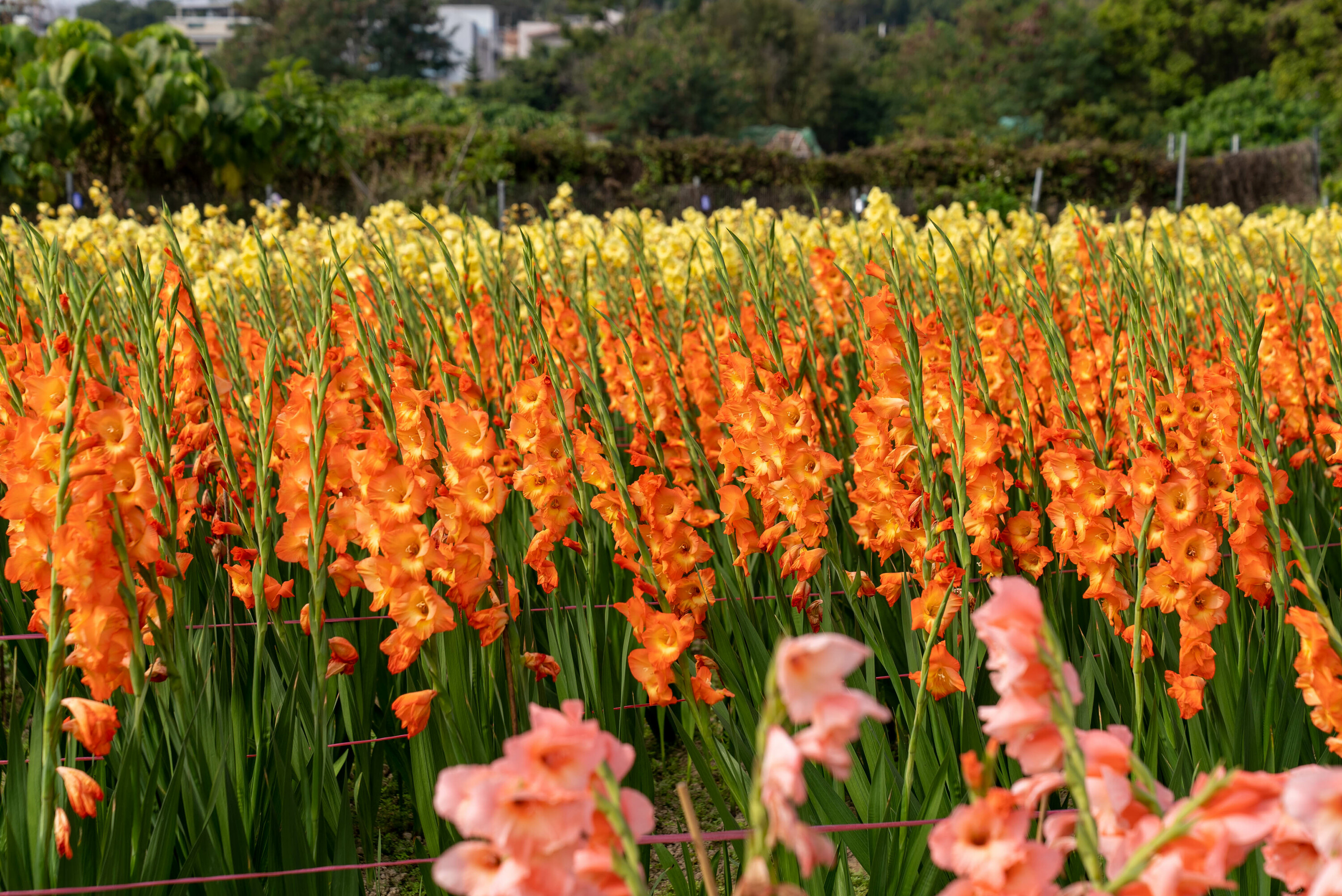 年花22 年宵花市以外推介香港五大花場買年花