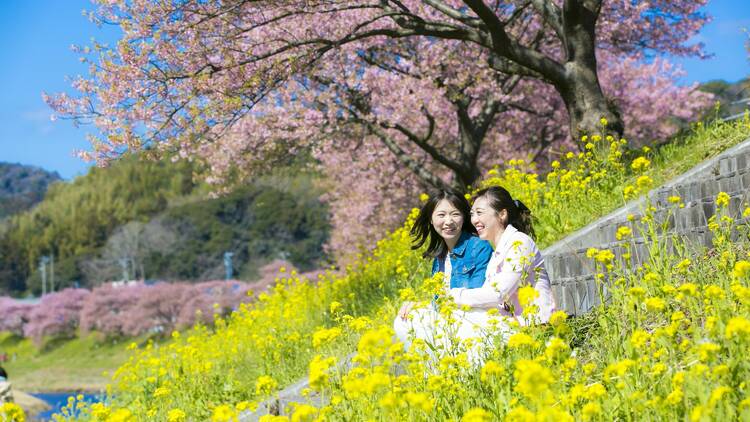Izu Peninsula cherry blossoms