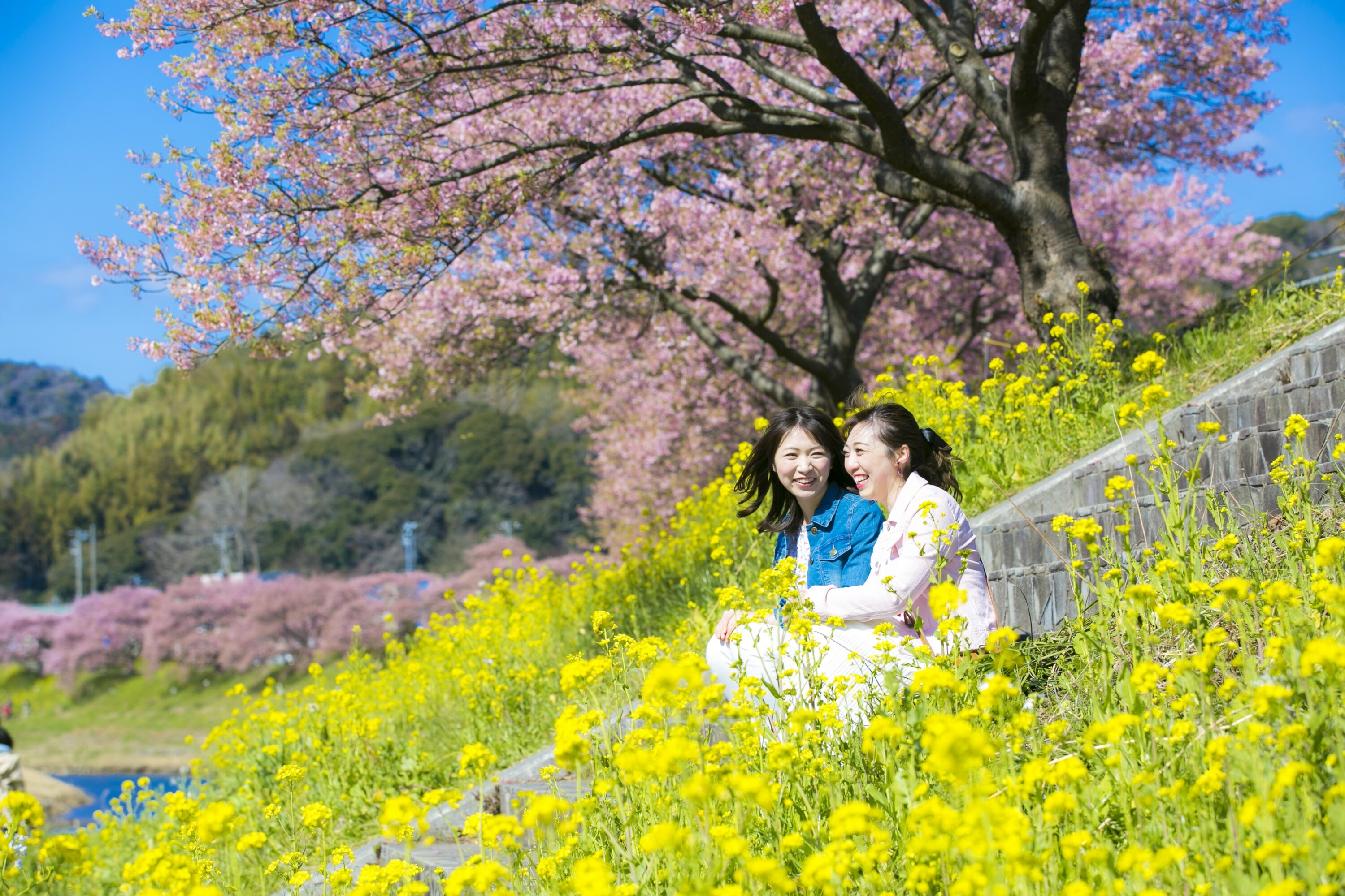 Sakura minami. Цветение Сакуры в Японии на 2023г. Shizuoka Minamiizu. Оттенки Сакуры.