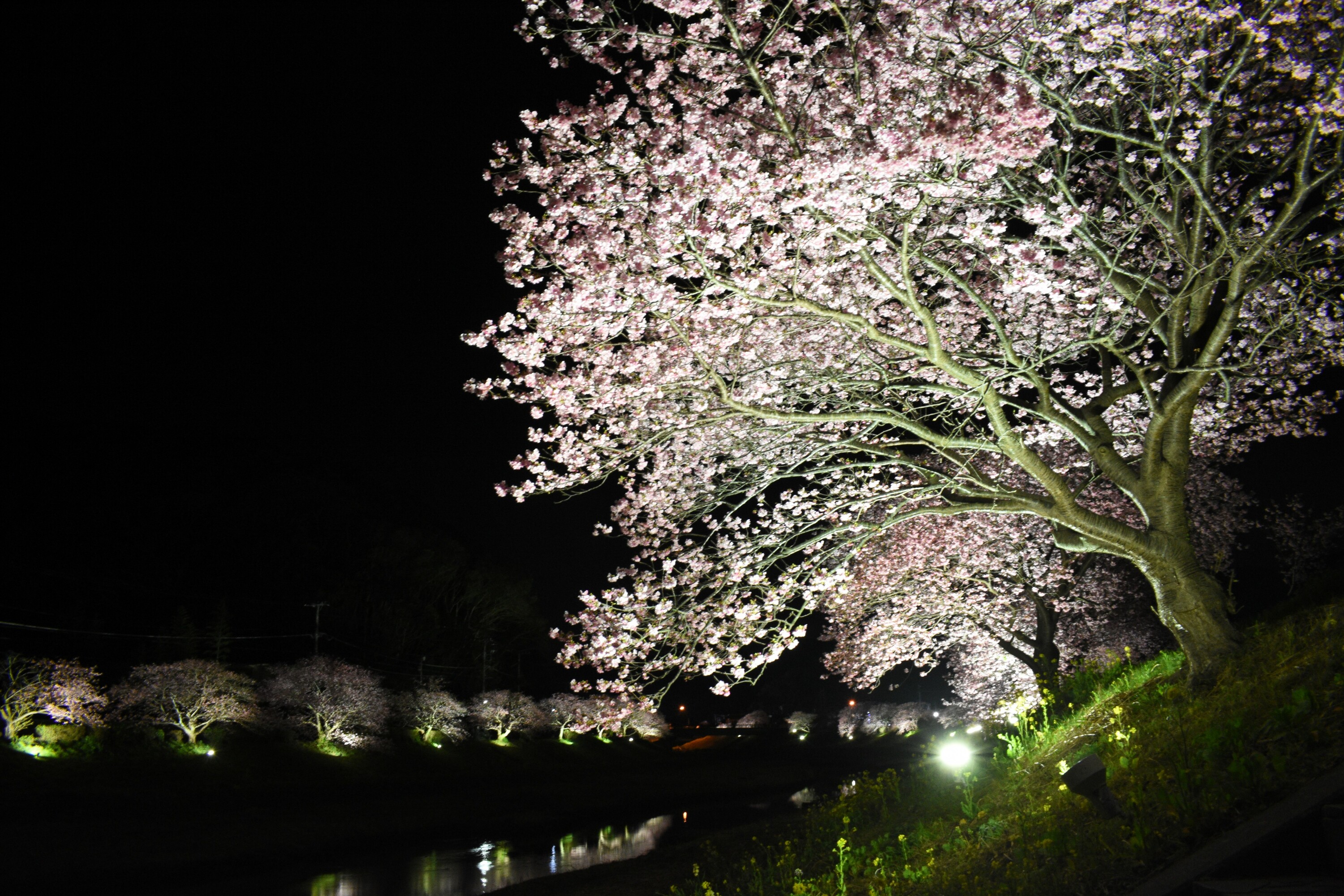 Izu Peninsula cherry blossoms