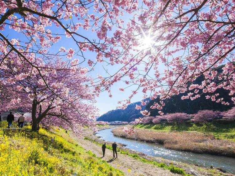 10 best places to see winter cherry blossoms in Japan – outside of Tokyo