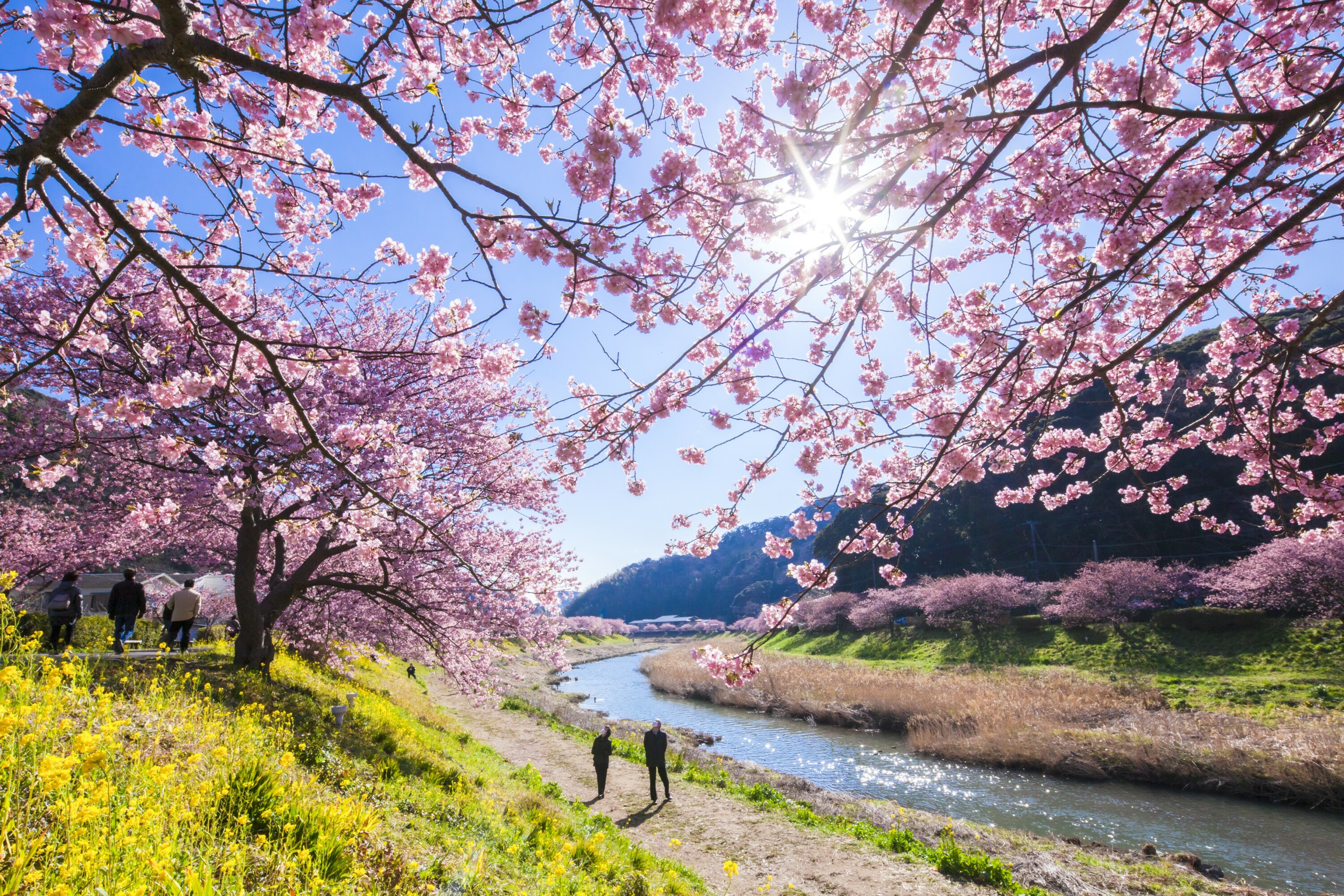 Cherry Blossoms - Japan National Tourism Organization