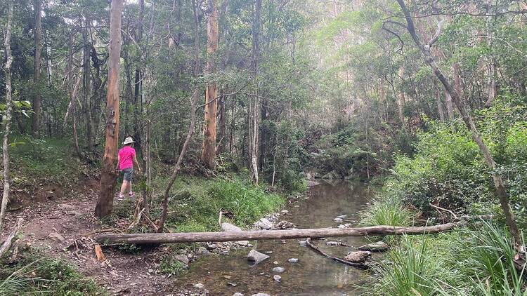 Bushwalking next to a creek