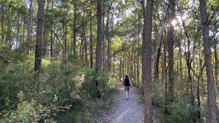 Mount Gravatt Summit and Federation Tracks