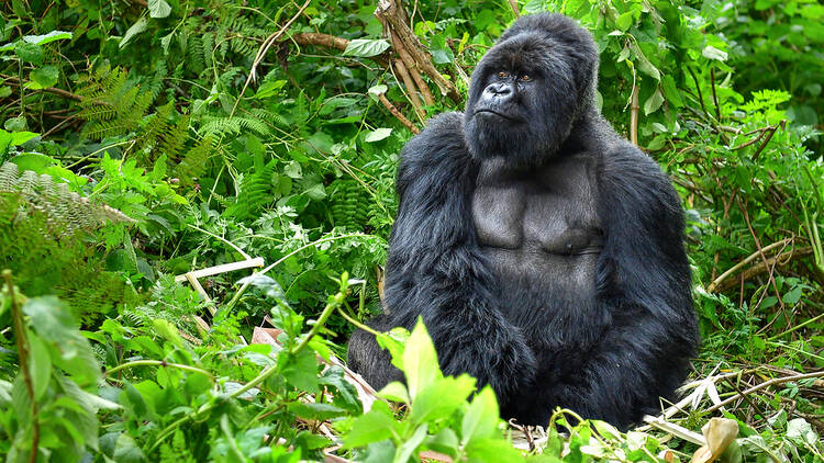 See, gorillas don't need constant companionship. Come see the beautiful animals in Rwanda