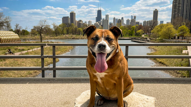 Dog-friendly Tower Bridge  Sightseeing With Your Dog