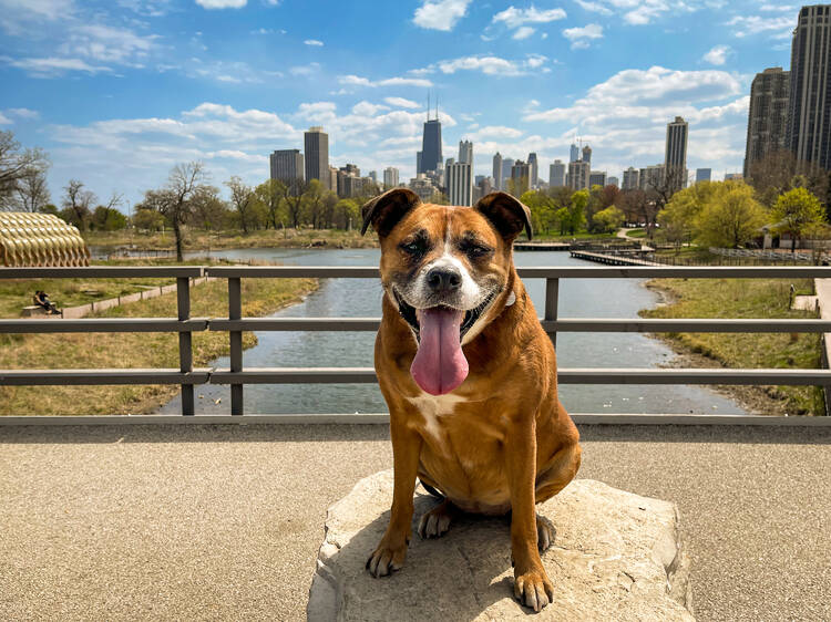 Epic pet-friendly vacations in the USA