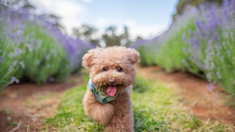 A small dog running through a lavender field.