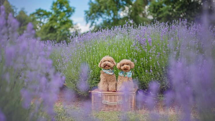 Two dogs posing on a picnic basket in a lavender field.