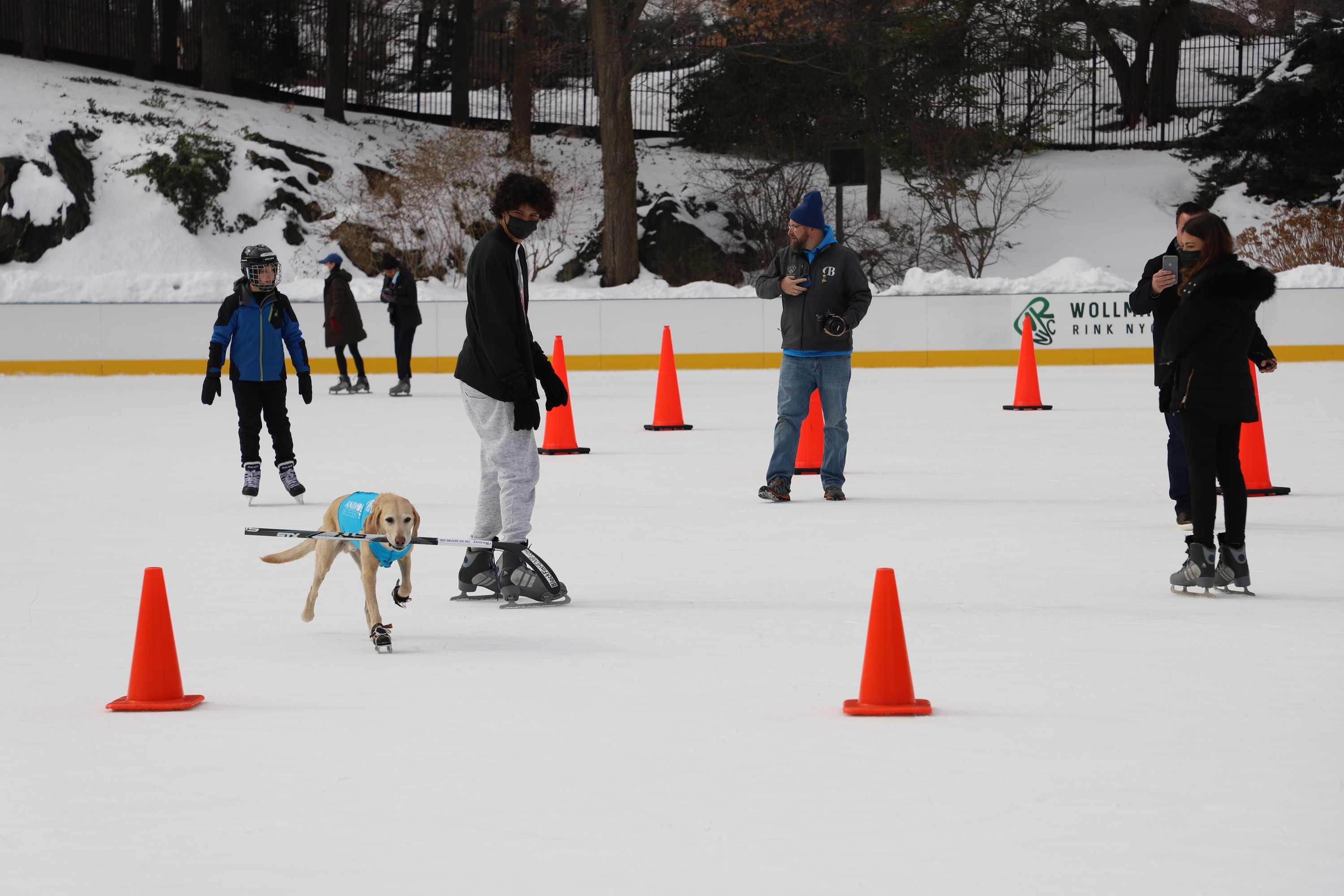 Benny the ice skating dog